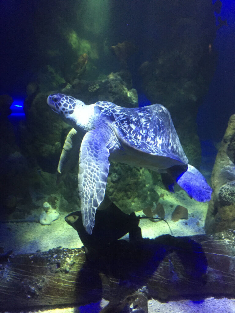 Wasserschildkröte im SeaLive Blankenberge Wasserschildkröte im SeaLive Blankenberge